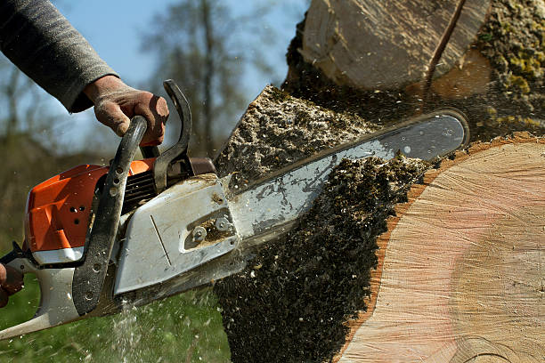 Best Tree Root Removal  in Kirtland Af, NM